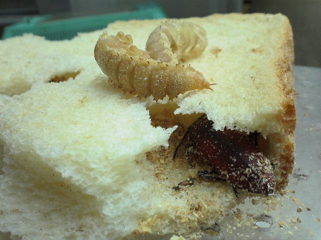 ジャイアントミルワームの蛹と成虫